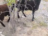 Sheep, Sheep — photo 3