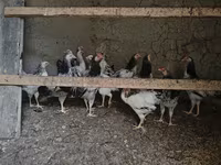Chickens — Foto 2