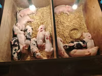 Schweine (Partie, Geschlecht nicht angegeben), Schweine — Foto 2