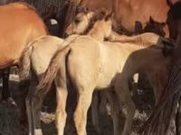 Конь, Мугалжарская порода — фото 4