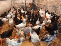 Chickens — Foto 6