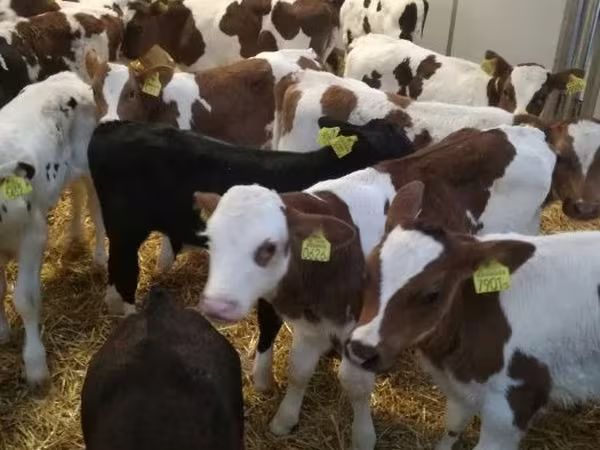 Rinder (Partie, Geschlecht nicht angegeben), Simmental cattle