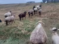 Oveja, Ovejas — foto 1