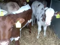 ثور, Simmental cattle — الصورة 2