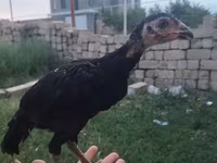 Chickens — Foto 1