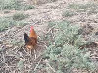 Chickens — foto 7
