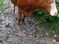 Cow, Cattle — photo 8