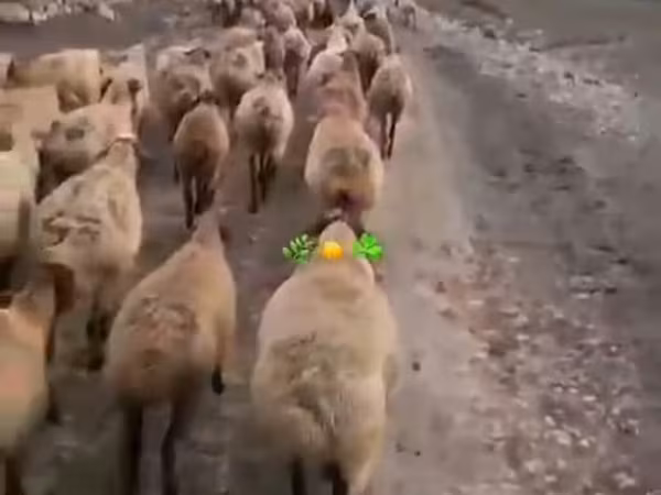 मेढ़ा, Daglıс sheep