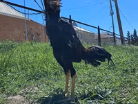 Chickens — 照片 2