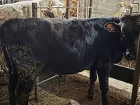 Bulle, Aberdeen-Angus — Foto 4