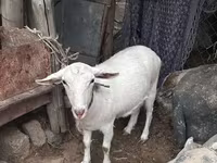 Cabra, Cabras — foto 4