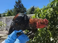 Chickens — الصورة 3