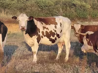 بقرة, Simmental cattle — الصورة 1