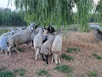 Qoç, Qoyunlar — foto 5