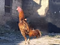 Chickens — الصورة 4