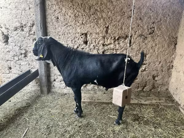 Cabro, Nubian Goat