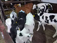Bulle, Holstein-Rasse — Foto 4