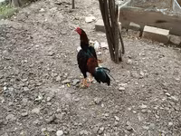 Chickens — Foto 1