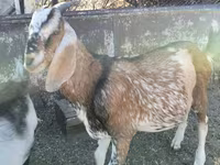 تيس, Nubian Goat — الصورة 3