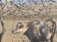 Kuh, Latvian Blue cattle — Foto 3