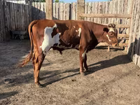 Bulle, Swiss cattle — Foto 4