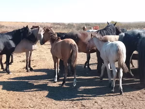 Кінь, Mugalzhar horse