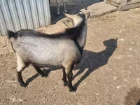Dişi keçi, Alpine goat — foto 3