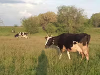 Kuh, Russian Black pied cattle — Foto 8