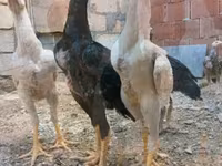 Chickens — 7-сурет