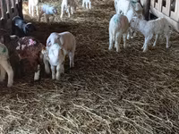 母羊, Awassi sheep — 照片 4