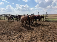 Hengst, Horse breed — Foto 3