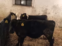 Bulle, Russian Black pied cattle — Foto 2