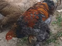 Brahma — Foto 8