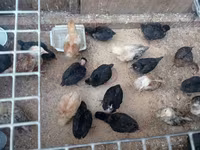 Chickens — Foto 5