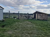 भेड़, Romanov sheep — फ़ोटो 4