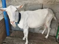 Goat, Saanen goat — photo 5