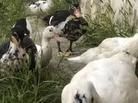 Domestic Muscovy — 3-rasm