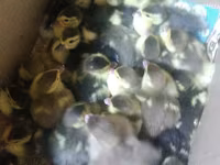 Ducks — फ़ोटो 1