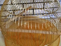 Qızılı rəngdə dairəvi quş qəfəsi - Material: metal tel konstruksiya — Foto 2