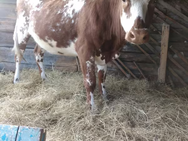 Kuh, Simmental cattle