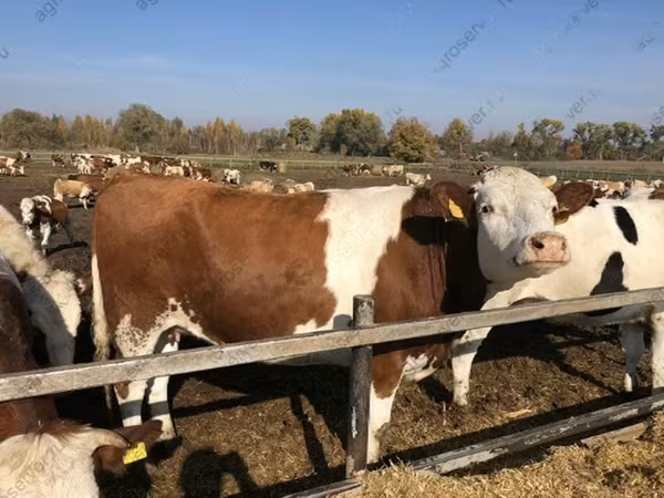 Сиыр, Голштин тұқымы