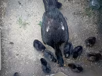 Chickens — الصورة 2