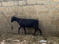 Коза, Murcia-Granada goats — фото 3