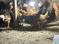 Chickens — 8-rasm