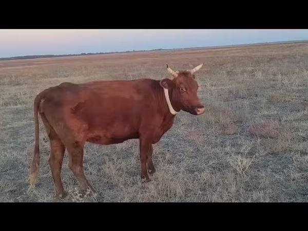 Сиыр, Latvian Blue cattle