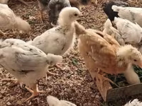 Chickens — الصورة 2