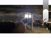 公牛, Cattle — 照片 4