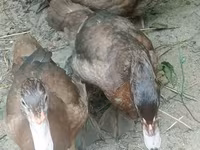 Ducks — Foto 2