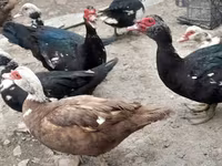 Ducks — foto 4