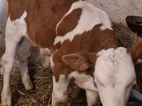 Bulle, Simmental cattle — Foto 1